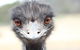 ZOODOO ZOO Tour, Meet The Famous Tasmanian Devil, Cuddle A Kangaroo, Feed A Lion - thumb 1
