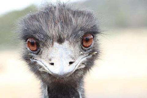 ZOODOO ZOO Tour, Meet The Famous Tasmanian Devil, Cuddle A Kangaroo, Feed A Lion - Accommodation ACT 1