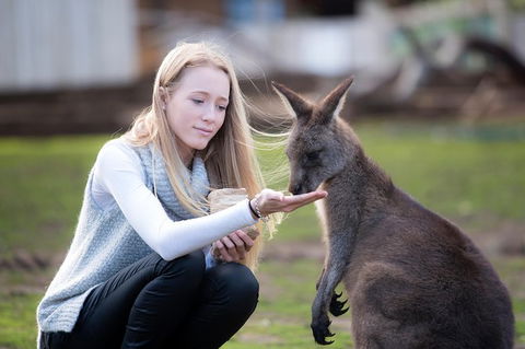 Guided Shore Excursion Hobart: City Highlights Bonorong Wildlife & Richmond - Accommodation ACT 0
