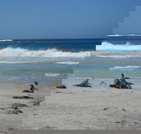 Kangaroo Island in a Day Tour from Adelaide - Accommodation ACT
