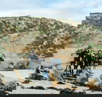 Small-Group Kangaroo Island 4WD Tour from Adelaide - Accommodation ACT