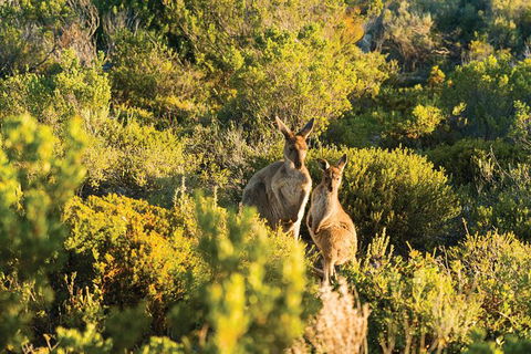 Coffin Bay Day Tour - A Taste Of Coffin Bay - Accommodation ACT 11