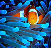 5-Day Best of Cairns with Daintree Kuranda and Great Barrier Reef - Accommodation ACT