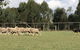 Lone Pine Koala Sanctuary Admission With Brisbane River Cruise - thumb 14