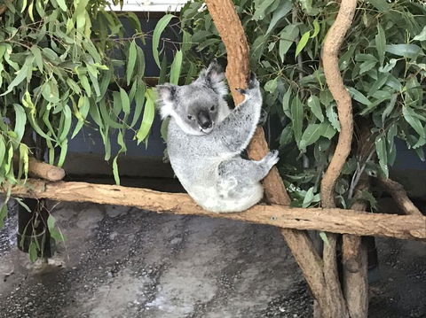 Lone Pine Koala Sanctuary Admission With Brisbane River Cruise - Accommodation ACT 21