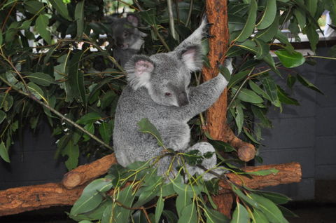 Lone Pine Koala Sanctuary Admission With Brisbane River Cruise - Accommodation ACT 6