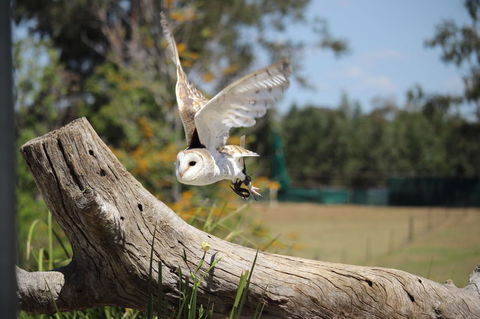 Lone Pine Koala Sanctuary Admission With Brisbane River Cruise - Accommodation ACT 25