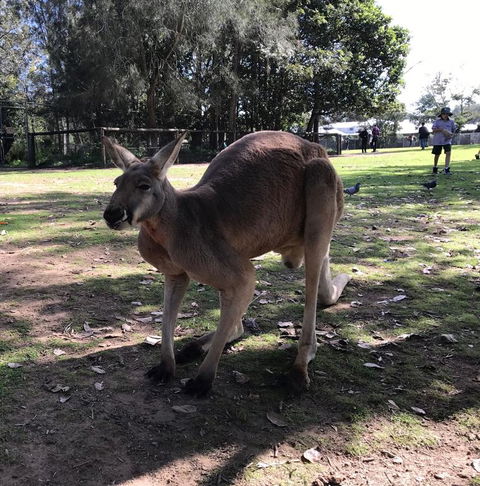 Lone Pine Koala Sanctuary Admission With Brisbane River Cruise - Accommodation ACT 15