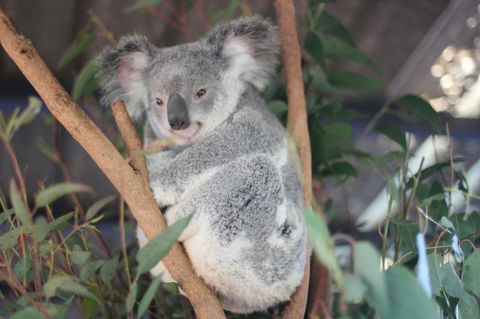 Lone Pine Koala Sanctuary Admission With Brisbane River Cruise - Accommodation ACT 9