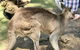 Lone Pine Koala Sanctuary Admission With Brisbane River Cruise - thumb 19