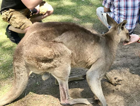 Lone Pine Koala Sanctuary Admission With Brisbane River Cruise - Accommodation ACT 19