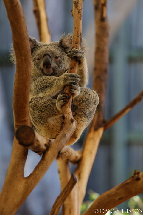 Lone Pine Koala Sanctuary Admission With Brisbane River Cruise - Accommodation ACT 24