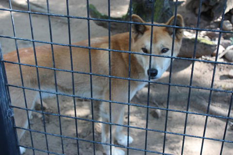 Lone Pine Koala Sanctuary Admission With Brisbane River Cruise - Accommodation ACT 10