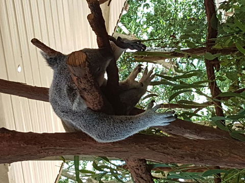 Lone Pine Koala Sanctuary Admission With Brisbane River Cruise - Accommodation ACT 2