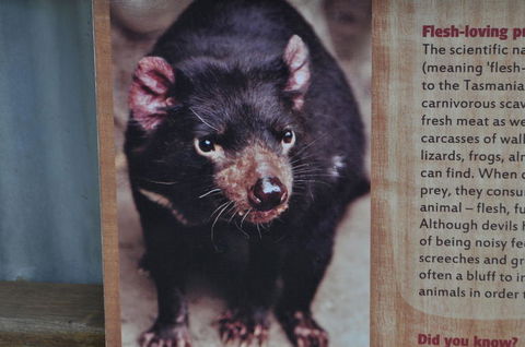 Lone Pine Koala Sanctuary Admission With Brisbane River Cruise - Accommodation ACT 4