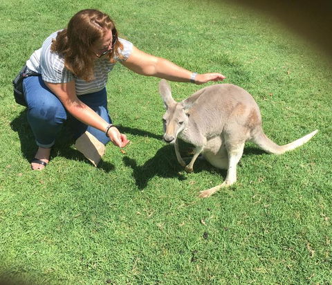 Lone Pine Koala Sanctuary Admission With Brisbane River Cruise - Accommodation ACT 13