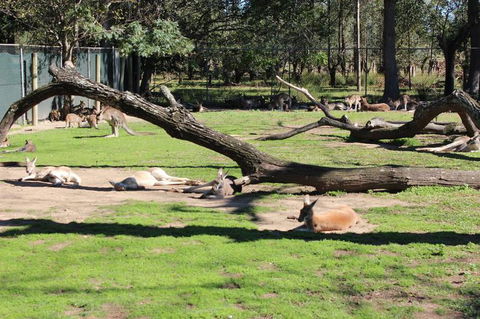 Lone Pine Koala Sanctuary Admission With Brisbane River Cruise - Accommodation ACT 12