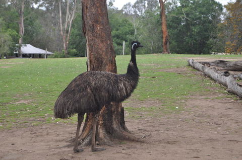 Lone Pine Koala Sanctuary Admission With Brisbane River Cruise - Accommodation ACT 5