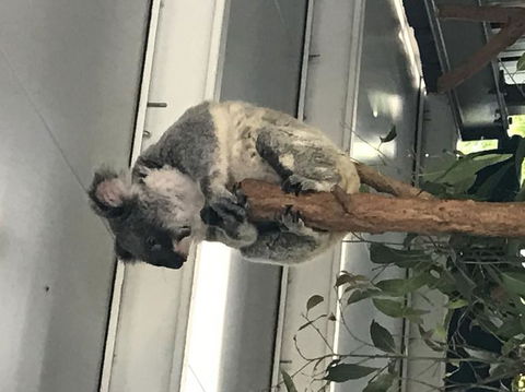 Lone Pine Koala Sanctuary Admission With Brisbane River Cruise - Accommodation ACT 20