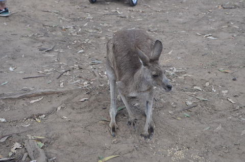 Lone Pine Koala Sanctuary Admission With Brisbane River Cruise - Accommodation ACT 3