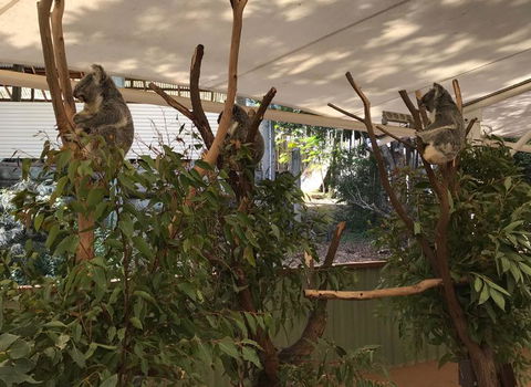 Lone Pine Koala Sanctuary Admission With Brisbane River Cruise - Accommodation ACT 16