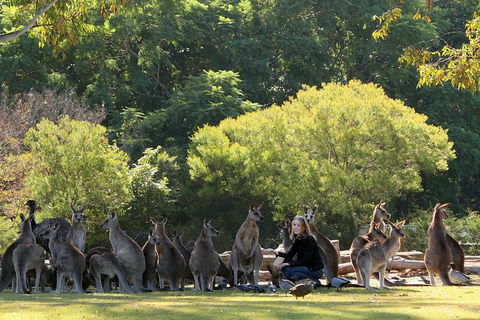 Lone Pine Koala Sanctuary Admission With Brisbane River Cruise - Accommodation ACT 27