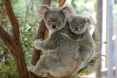 Lone Pine Koala Sanctuary Admission With Brisbane River Cruise - Accommodation ACT 28