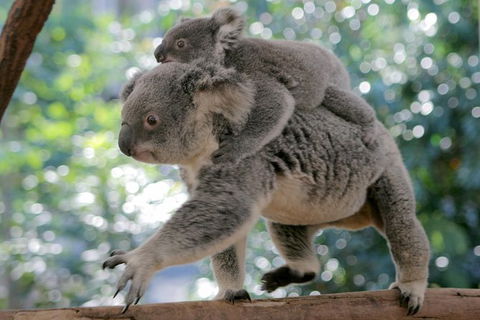 Lone Pine Koala Sanctuary Admission With Brisbane River Cruise - Accommodation ACT 30