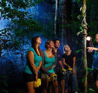 Daintree Rainforest Night Walk from Cape Tribulation - Accommodation ACT