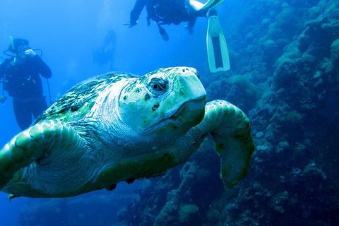 Scuba Dive The S.S. Yongala Wreck On The Great Barrier Reef. - Accommodation ACT 4
