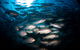 Scuba Dive The S.S. Yongala Wreck On The Great Barrier Reef. - thumb 7