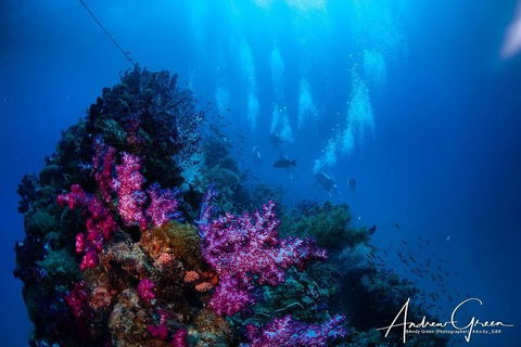 Scuba Dive The S.S. Yongala Wreck On The Great Barrier Reef. - Accommodation ACT 2