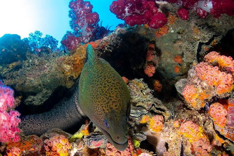 Scuba Dive The S.S. Yongala Wreck On The Great Barrier Reef. - Accommodation ACT 6