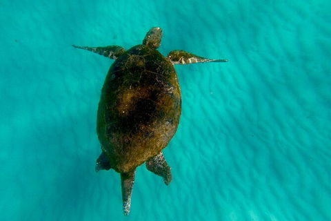 2-Day Moreton Island Tour From Brisbane Or Gold Coast With Optional Nighttime Kayaking - Accommodation ACT 17