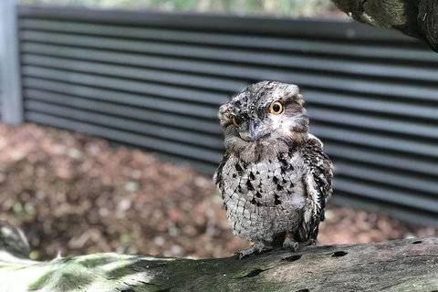 Hartley's Crocodile Adventures And Tjapukai Cultural Park Day Trip From Cairns - Accommodation ACT 1
