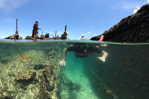 Eco Marine Safari - Boom Netting & Snorkeling Moreton Island - Fortitude Valley - Accommodation ACT 1