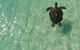 Eco Marine Safari - Boom Netting & Snorkeling Moreton Island - Fortitude Valley - thumb 5