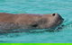 Eco Marine Safari - Boom Netting & Snorkeling Moreton Island - Fortitude Valley - thumb 7