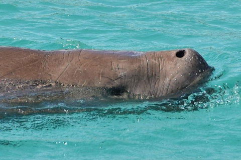 Eco Marine Safari - Boom Netting & Snorkeling Moreton Island - Fortitude Valley - Accommodation ACT 7