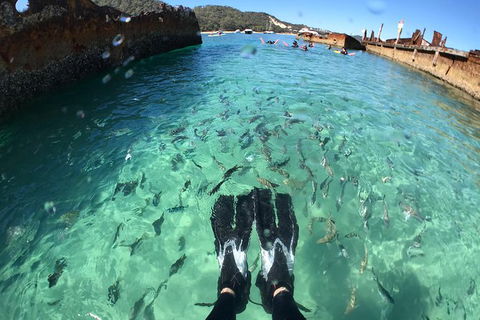 Eco Marine Safari - Boom Netting & Snorkeling Moreton Island - Fortitude Valley - Accommodation ACT 6