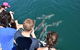 Eco Marine Safari - Boom Netting & Snorkeling Moreton Island - Fortitude Valley - thumb 4