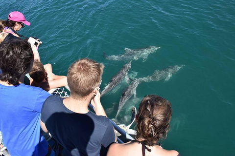 Eco Marine Safari - Boom Netting & Snorkeling Moreton Island - Fortitude Valley - Accommodation ACT 4