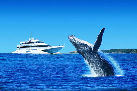 Tangalooma Island Resort Dolphin Viewing Day Cruise With Whale Watching - Accommodation ACT 0