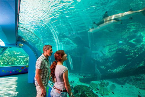Reef HQ Great Barrier Reef Aquarium General Entry Ticket - Accommodation ACT 1
