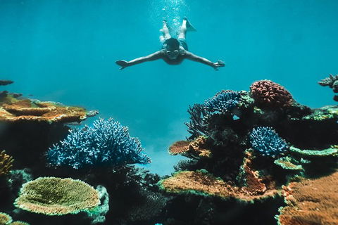 Great Barrier Reef Cruise From Townsville Or Magnetic Island - Accommodation ACT 11