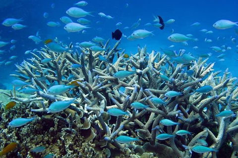 Great Barrier Reef Cruise From Townsville Or Magnetic Island - Accommodation ACT 14