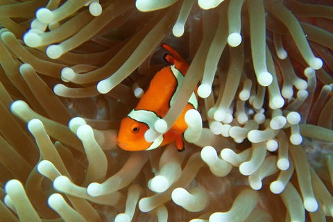 Great Barrier Reef Cruise From Townsville Or Magnetic Island - Accommodation ACT 9