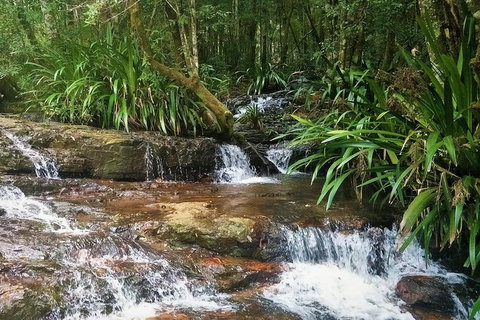 Rainforest & Waterfalls Extravaganza - Accommodation ACT 7