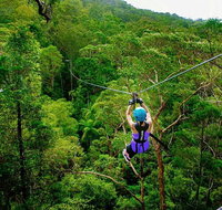 Tamborine Mountain Daily Service Treetop Challenge and Thunderbird Park - Accommodation ACT