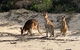 Bribie Island Boat And 4x4 Beach Tour - thumb 9
